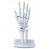 LIFE-SIZE FUNCTIONAL HUMAN HAND JOINT